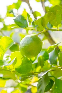 Organic lime tree Stock Photos