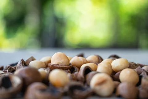 Organic Macadamia nuts and shell on wooden table in garden Stock Photos