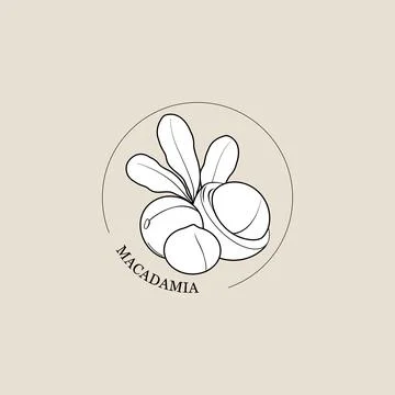 Organic macadamia nuts. Macadamia nut oil. Vector illustration Stock Illustration