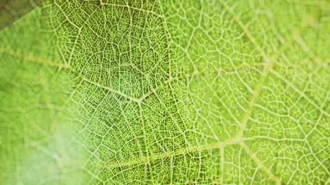 Organic macro pattern of green leaf background Stock Footage 274209764