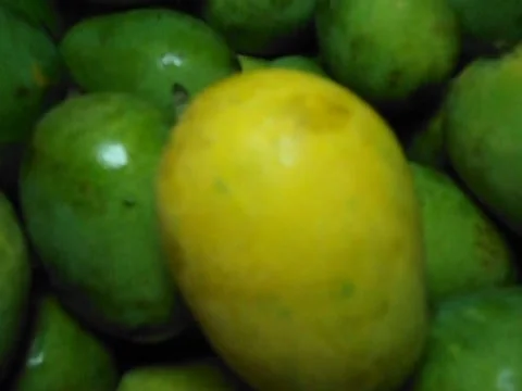Organic Mangoes Stock Footage 154881060