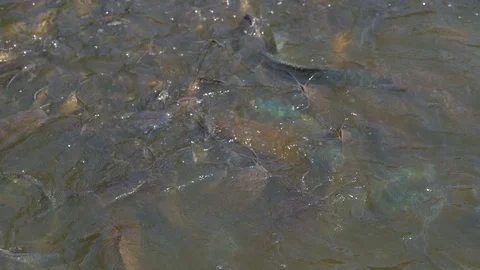Organic many fish floating and swimming in river. catfish and nile tilapia fish Stock Footage 123976853