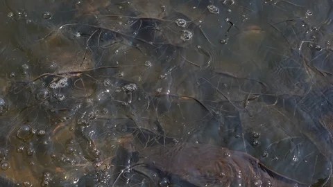 Organic many fish floating and swimming in river. catfish and nile tilapia fish Vídeo Stock 124011111