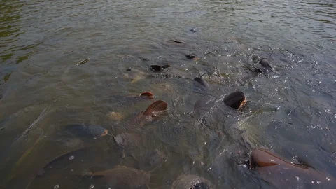 Organic many fish floating and swimming in river. catfish and nile tilapia fish Vídeo Stock 124011141