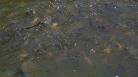 Organic many fish floating and swimming in river. catfish and nile tilapia fish Vidéo 124011492