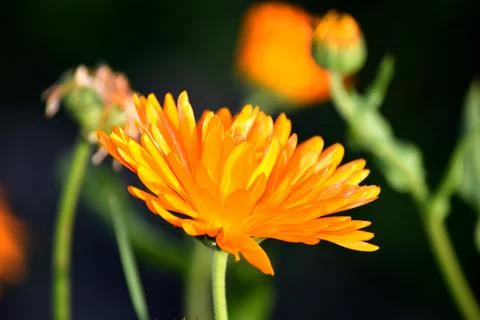 Organic Marigold (lat. Calendula Officinalis) in late summer sun, shallow DoF Stock Photos