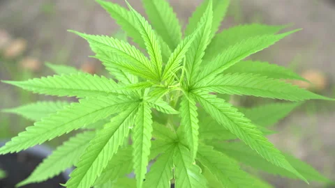 Organic marijuana Stock Footage 158361560