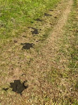 Organic material is visible on a grassy path Stock Photos