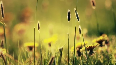 Organic Meadow At Sunset Video stock 72310487