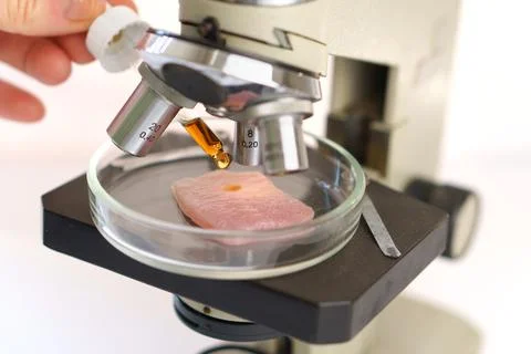 Organic meat under the microscope. Drip the solution from a pipette. Stock Photos