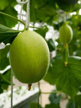 An Organic melon. Stockfoto's
