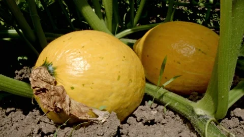 Organic melons Stock Footage 171555945