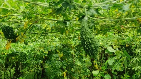  Organic Methods for Growing Bitter Gourd Plants Video stock 276641357