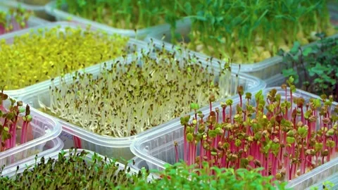 Organic Micro Greens . Growing Plants at Home Stock Footage 154590457