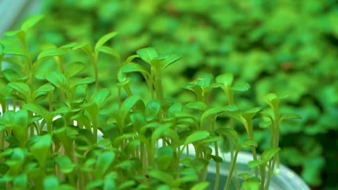 Organic Micro Greens . Growing Plants at Home Stock Footage 154592067