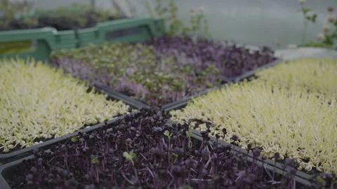 Organic Micro Greens in a Polytunnel Stock Footage 264873401