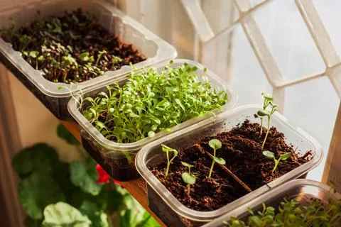 Organic microgreen early seedling. How to growing food at home on windowsill. Stock Photos