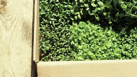 Organic microgreens in carboard box Stock-Footage 133093344