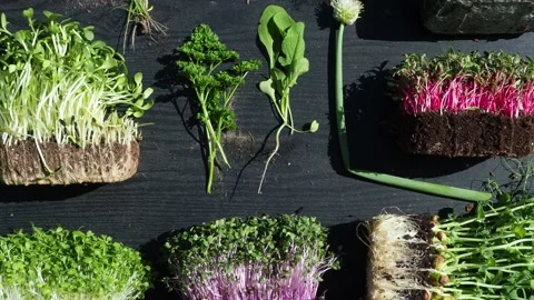 Organic microgreens Stock Footage 133094718