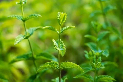 Organic mint crops Stock Photos