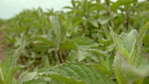 Organic mint Stock Footage 171557853