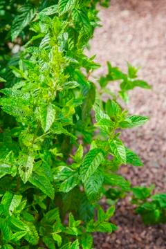 Organic Mint 스톡 사진