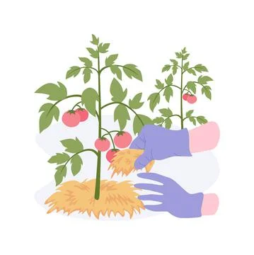 Organic mulching isolated cartoon vector illustrations. Ilustración de archivo