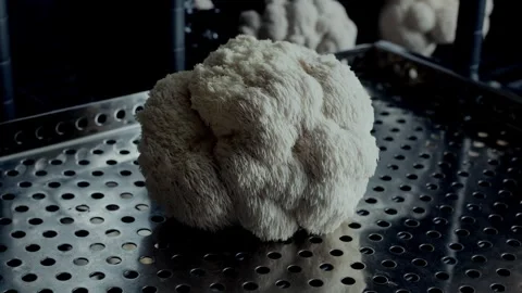 Organic Mushroom Cluster in Controlled Environment Stock Footage 331874743