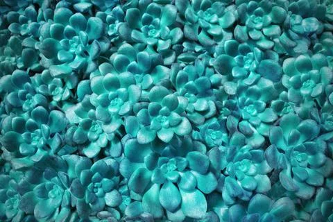 Organic natural pattern of succulent plant, blue toned Photos