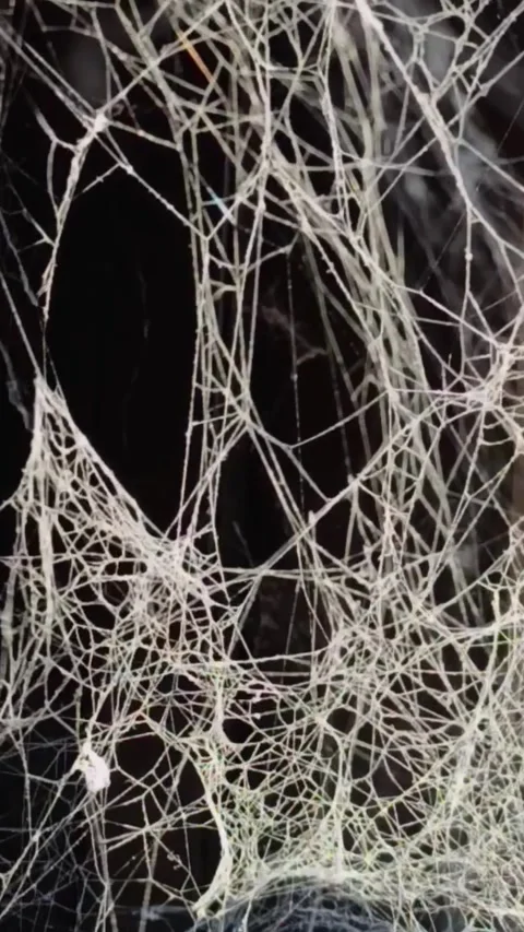 Organic Neural Network Motion – Abstract Spider Web in Slow Motion Stock Footage 331283961