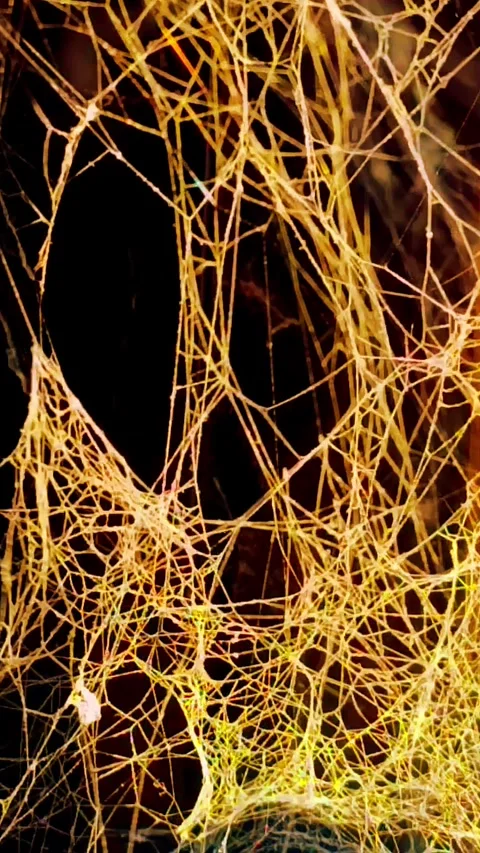 Organic Neural Network Motion – Abstract Spider Web in Slow Motion Stock-Footage 331283981