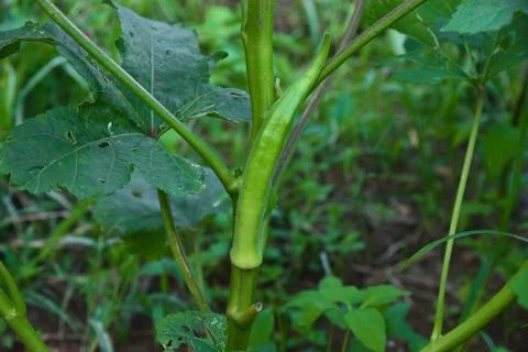 Organic okra on the tree. Stock Photos