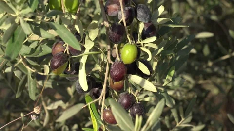 Organic olive tree with riping green, blue and already overriped olives Stock Footage 139229639