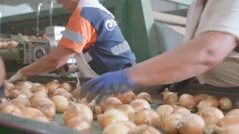 Organic onions Stock Footage 171555696