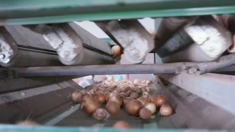 Organic onions Stock Footage 171555885