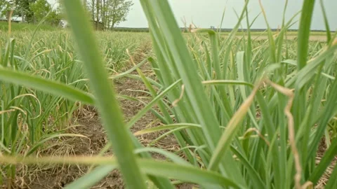 Organic onions Stock Footage 171557529