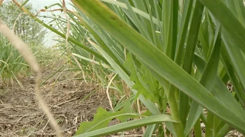 Organic onions Stock Footage 171557748