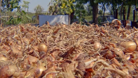 Organic onions Stock Footage 171580083