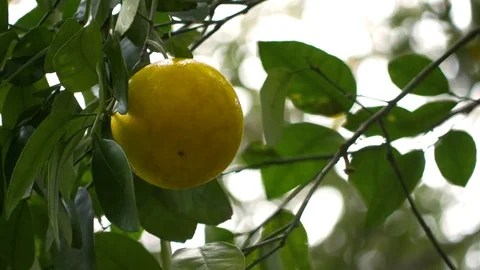 Organic Orange Growing on Tree, 4K Stock Footage 72558684