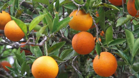 Organic oranges in the tree Video stock 39571768