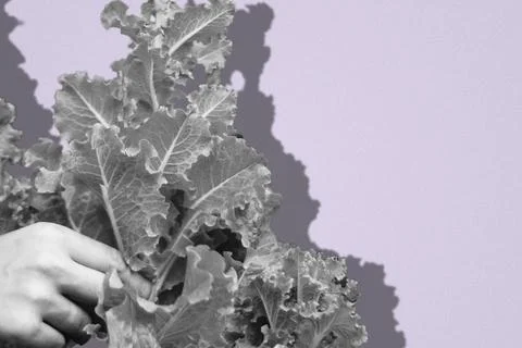 Organic Outline: Dramatic Desaturated Cabbagecore Leaf and Velvet Paper Poste Stock-Fotos