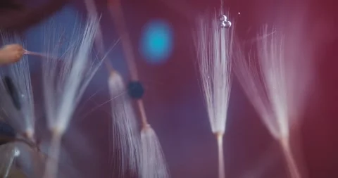 Organic Pappus in a Submersive Abstract Space Stock Footage 274956411