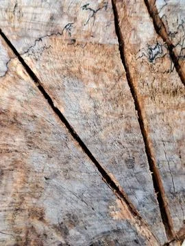 Organic Patterns in Wood Stock Photos