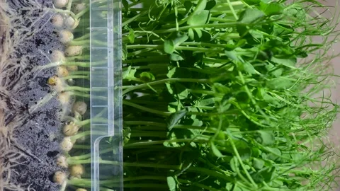Organic pea plants growing plastic container showing roots in soil Stock Footage 194142467