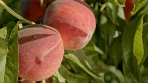 Organic peach Stock Footage 171555223