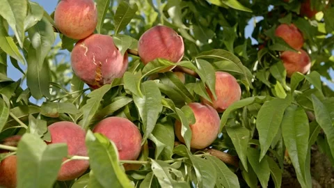 Organic peaches Stock Footage 171555249