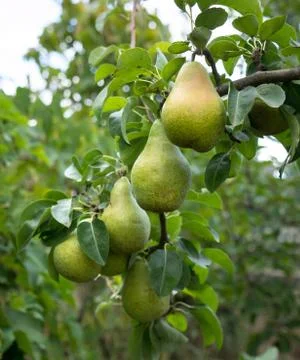 Organic pears 스톡 사진