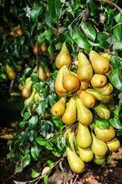 Organic pears Stock Photos