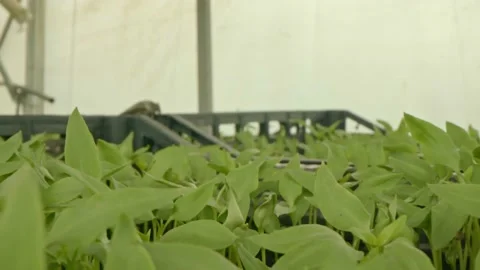 Organic pepper seedlings Stock Footage 171559474