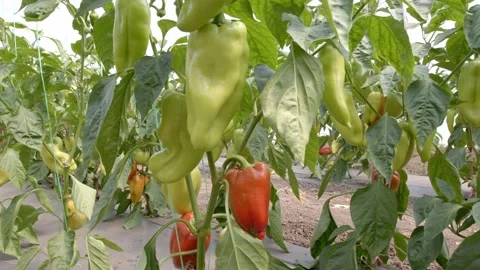 Organic peppers Stock Footage 171555508